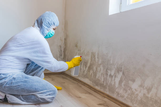 Licensed Basement Mold Remediation service in North Richland Hills, TX - 24 Hour Mold Removal