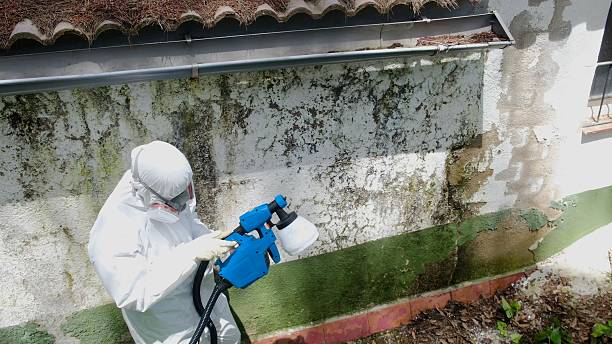 Top rated local Basement Mold Remediation specialists in North Richland Hills, TX
